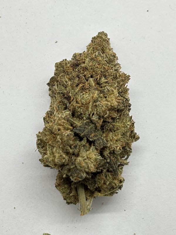 Amnesia H1