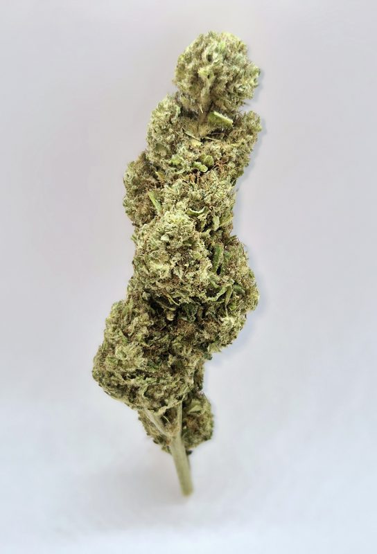 Orange Bud